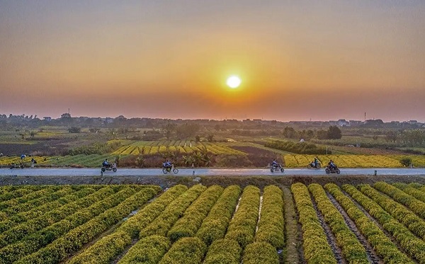 Sắc vàng hoa cúc chi là sản phẩm du lịch sinh thái 